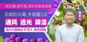 花期防灰霉，关键看3点